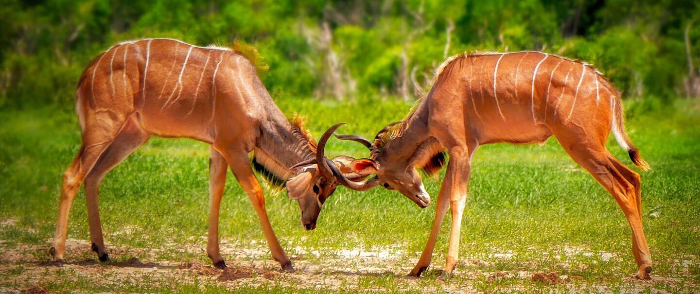 Fighting Antelopes