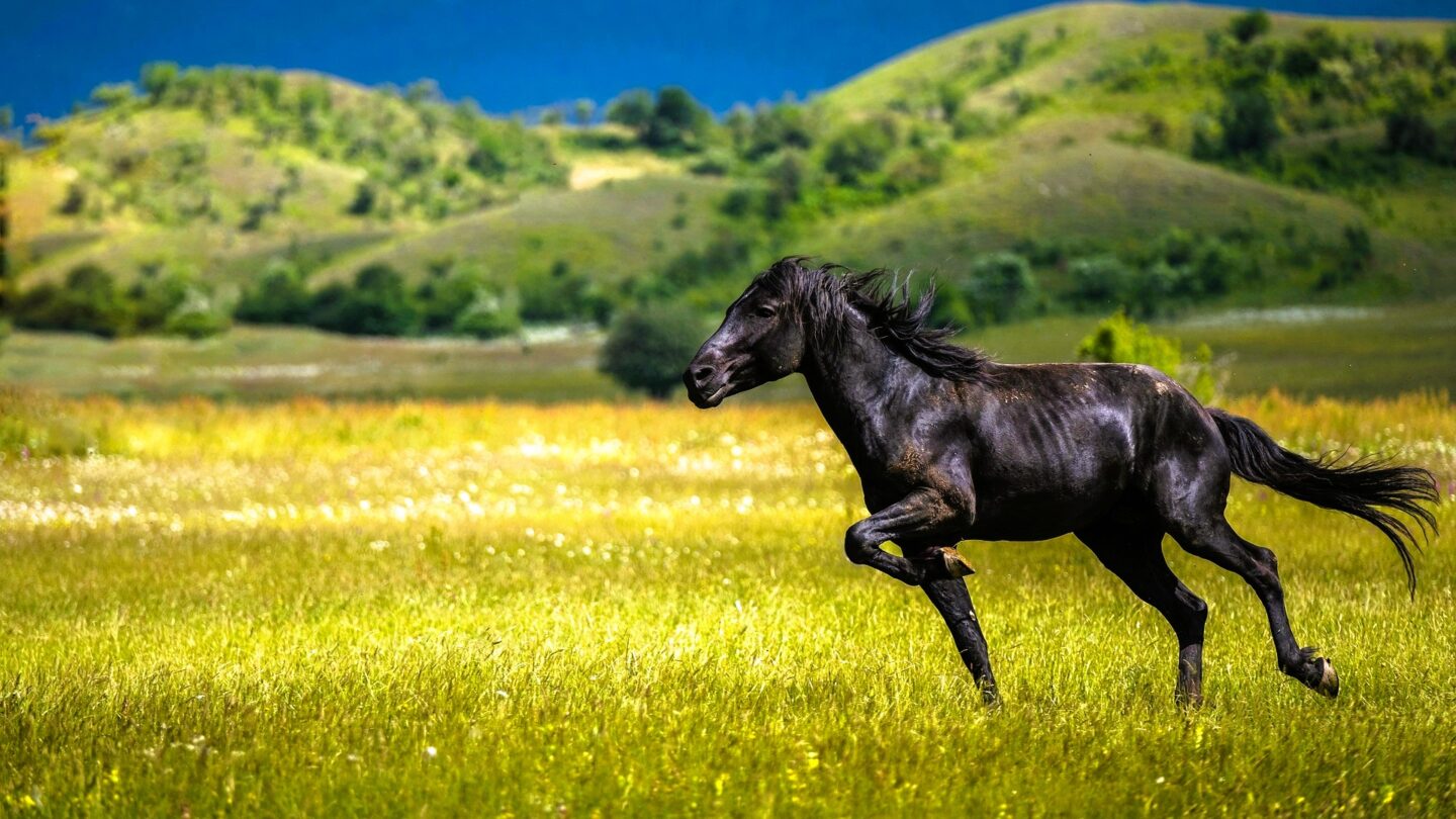 Horse 6351668 1920