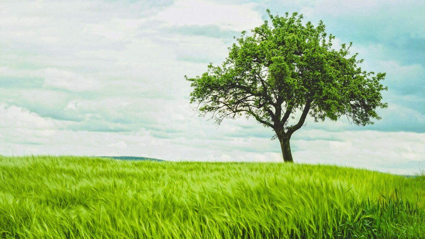 The tree