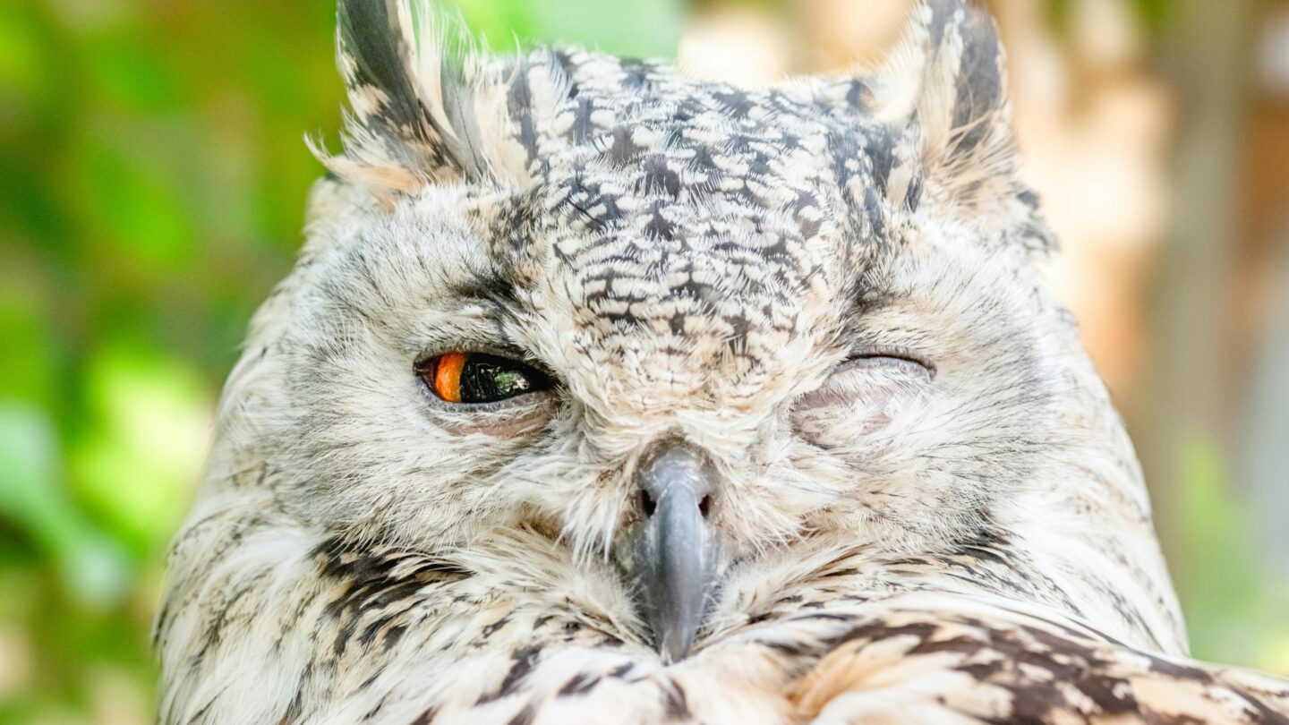 Pexels jvdm 1564839 wise 1920x1080