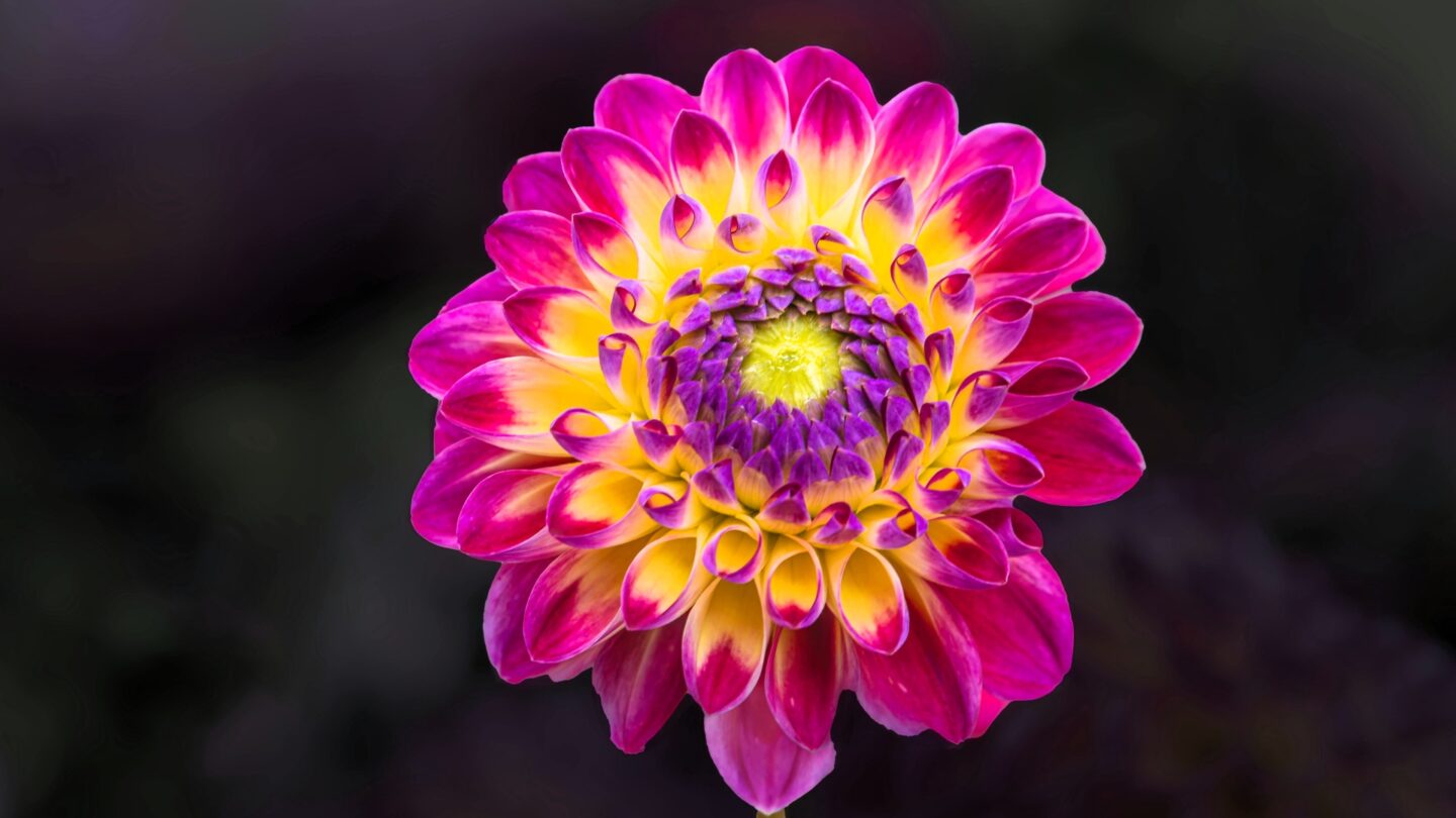 Flower Awakening